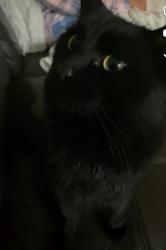 Lost Male Cat last seen Haig street, Mount Pritchard, NSW 2170