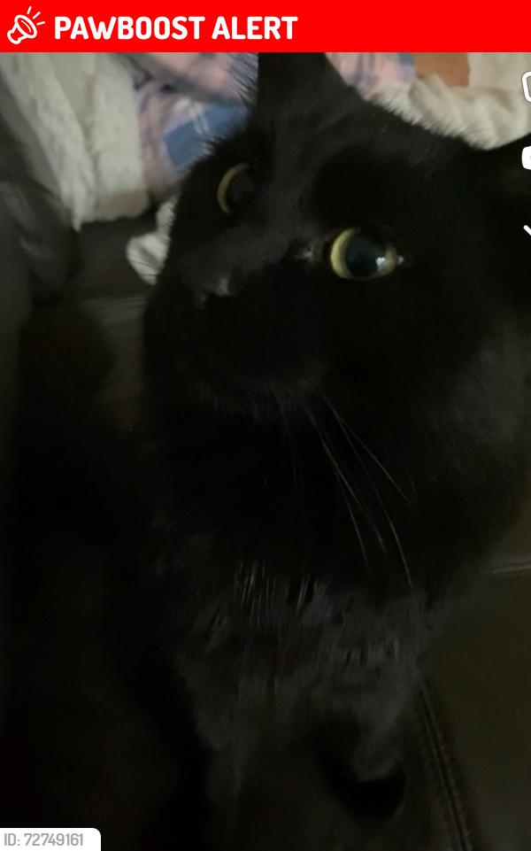 Lost Male Cat last seen Haig street, Mount Pritchard, NSW 2170