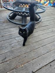 Lost Female Cat last seen Woodmen and Union 80918, Colorado Springs, CO 80918