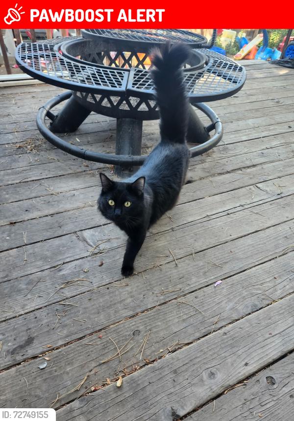 Lost Female Cat last seen Woodmen and Union 80918, Colorado Springs, CO 80918