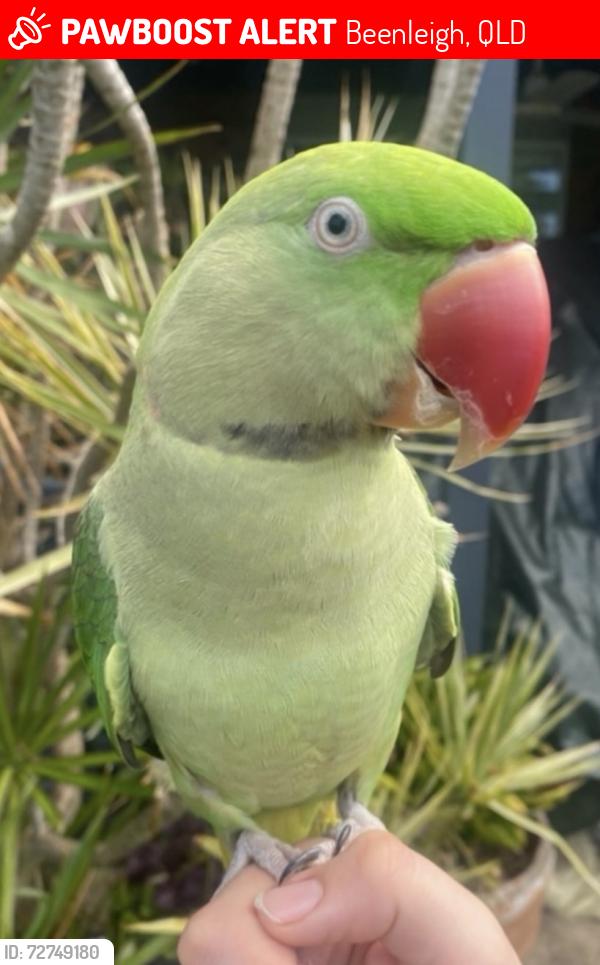 Lost Male Bird last seen Horizon drive Beenleigh , Beenleigh, QLD 4207