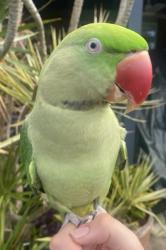 Lost Male Bird last seen Horizon drive Beenleigh , Beenleigh, QLD 4207