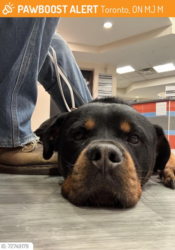 Found/Stray Male Dog last seen Danforth and donlands, Toronto, ON M4J 1M1