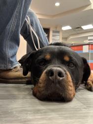 Found/Stray Male Dog last seen Danforth and donlands, Toronto, ON M4J 1M1