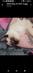 Lost Male Cat last seen Another castle arcade edmonds, Edmonds, WA 98026