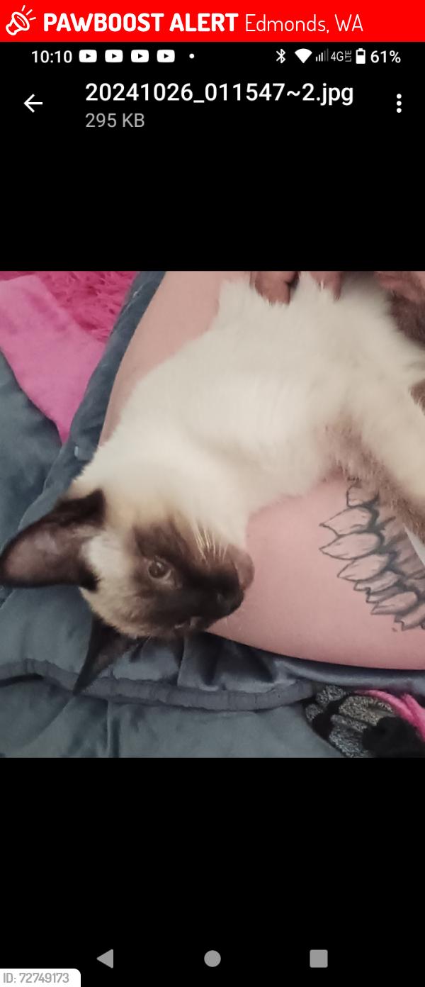 Lost Male Cat last seen Another castle arcade edmonds, Edmonds, WA 98026