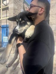 Lost Female Dog last seen Near w valverde rd, Corrales, NM 87048