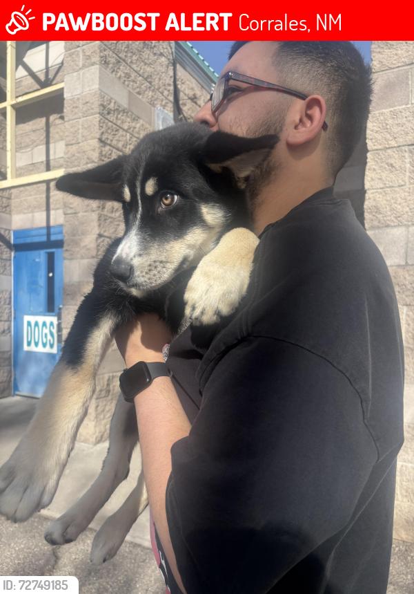Lost Female Dog last seen Near w valverde rd, Corrales, NM 87048