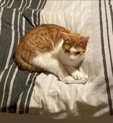 Lost Male Cat last seen Missing from the est opposite MOD Lyneham, Lyneham, England SN15 4EF