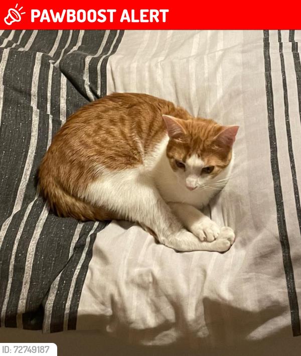 Lost Male Cat last seen Missing from the est opposite MOD Lyneham, Lyneham, England SN15 4EF