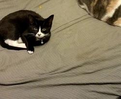 Lost Female Cat last seen 18th n Blaine , Sioux Falls, SD 57103