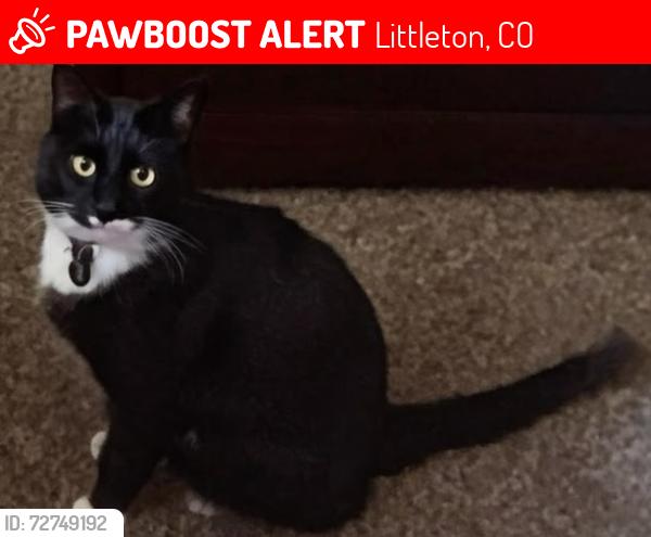 Lost Male Cat last seen Bannock and Ridge Road, Littleton, CO 80120