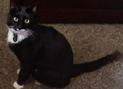 Lost Male Cat last seen Bannock and Ridge Road, Littleton, CO 80120