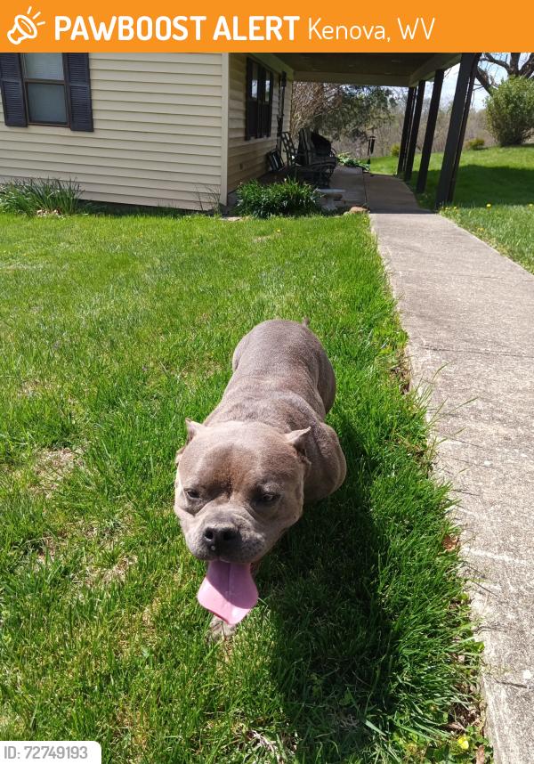 Found/Stray Female Dog last seen Camden Park , Kenova, WV 25507