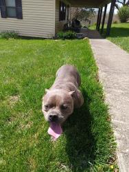 Found/Stray Female Dog last seen Camden Park , Kenova, WV 25507