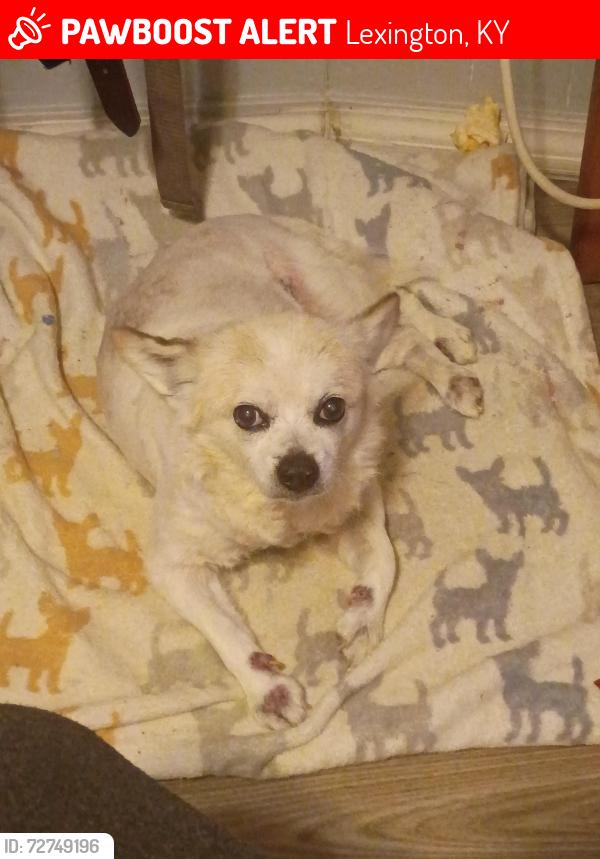Lost Male Dog last seen Suburban Mobil  park , Lexington, KY 40511