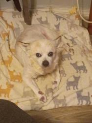 Lost Male Dog last seen Suburban Mobil  park , Lexington, KY 40511