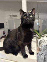 Lost Male Cat last seen N Blackwater, south drive , Key Largo, FL 33037