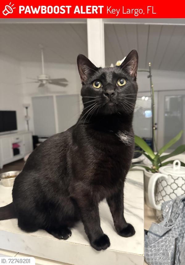 Lost Male Cat last seen N Blackwater, south drive , Key Largo, FL 33037