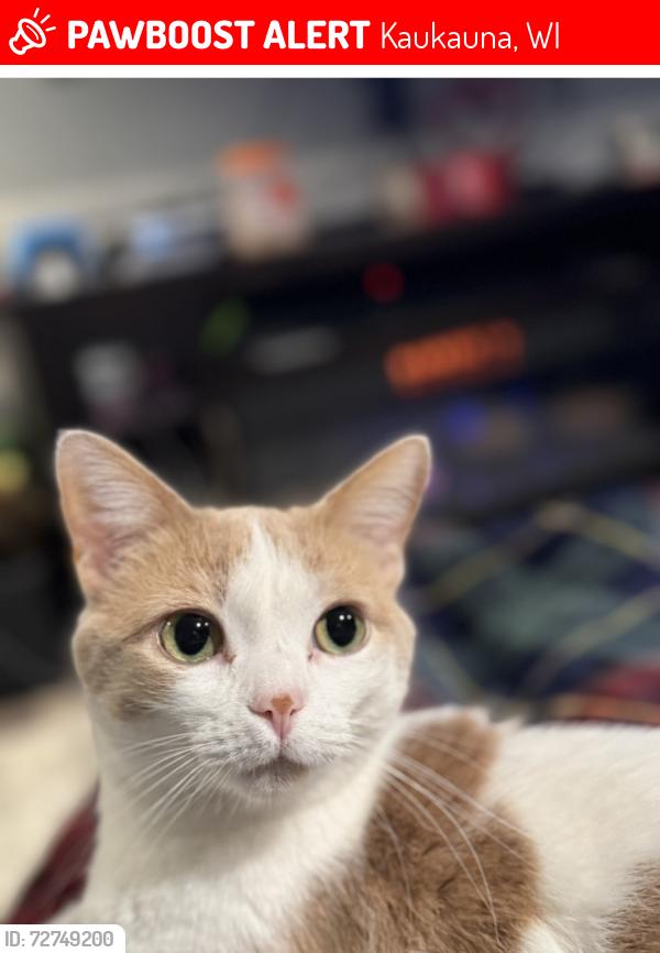 Lost Female Cat last seen Henry St , Kaukauna, WI 54130