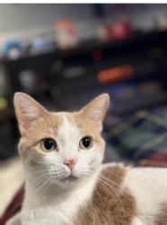 Lost Female Cat last seen Henry St , Kaukauna, WI 54130