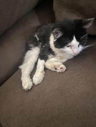 Found/Stray Female Cat last seen West brooks and Wylie rd, Norman, OK 73069