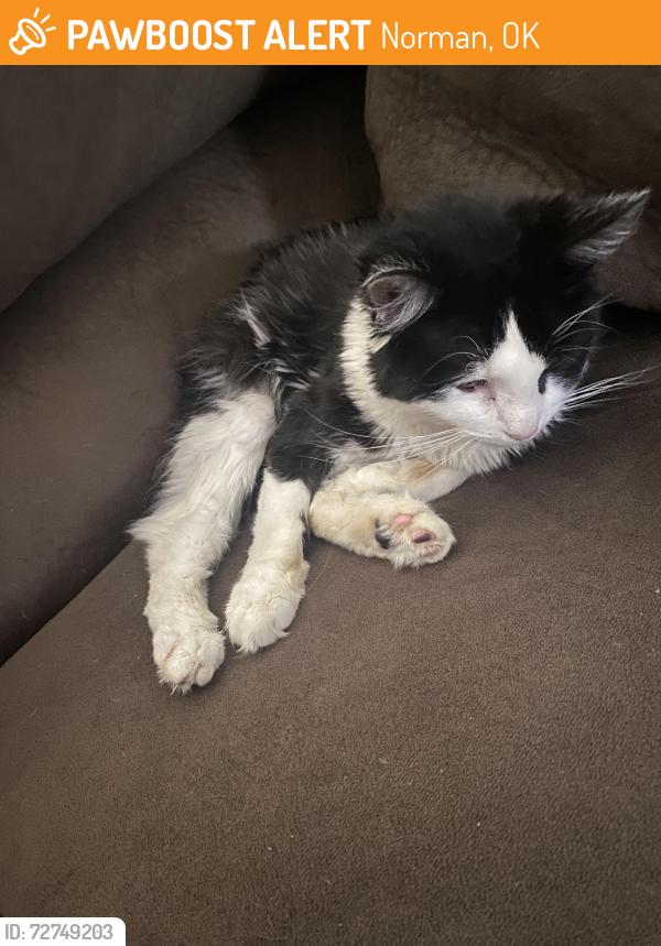 Found/Stray Female Cat last seen West brooks and Wylie rd, Norman, OK 73069