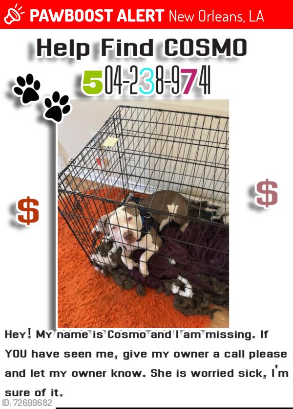 Lost Male Dog last seen art street , New Orleans, LA 70117