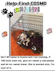 Lost Male Dog last seen art street , New Orleans, LA 70117