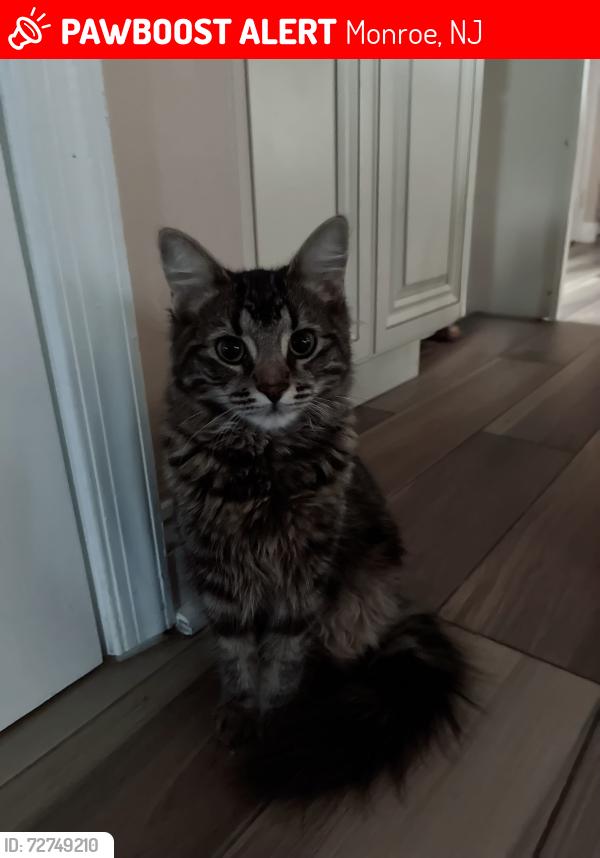 Lost Female Cat last seen Mulberry , Monroe, NJ 08094