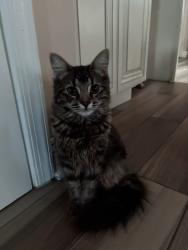 Lost Female Cat last seen Mulberry , Monroe, NJ 08094