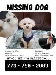 Lost Male Dog last seen FREELAND, Calumet City, IL 60409