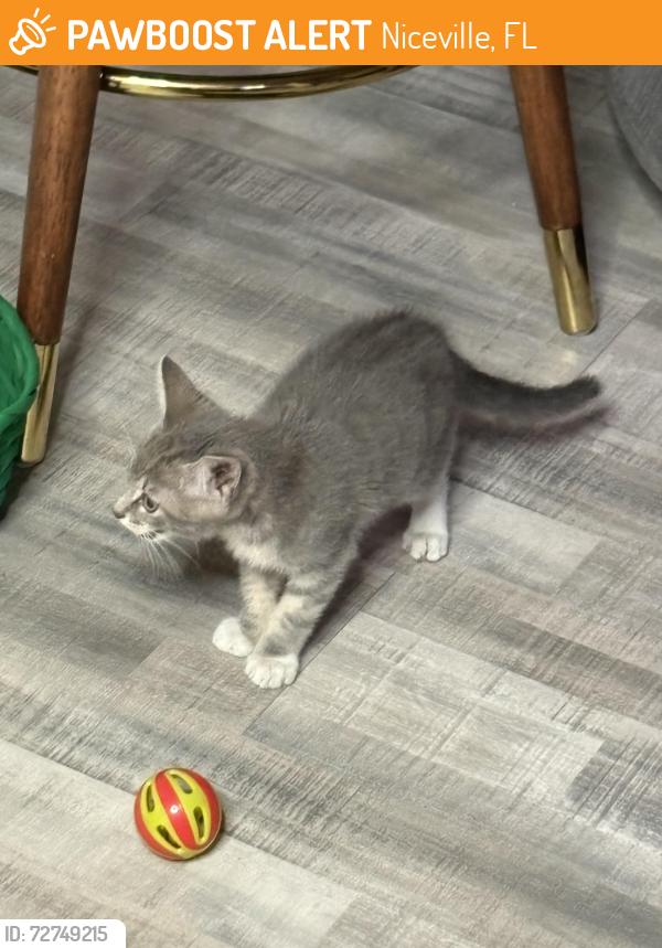 Found/Stray Unknown Cat last seen niceville ave, Niceville, FL 32578