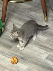 Found/Stray Unknown Cat last seen niceville ave, Niceville, FL 32578