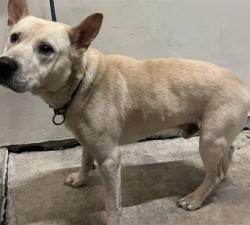 Shelter Stray Male Dog last seen Near BLOCK NW 78 AVE, Doral, FL 33122