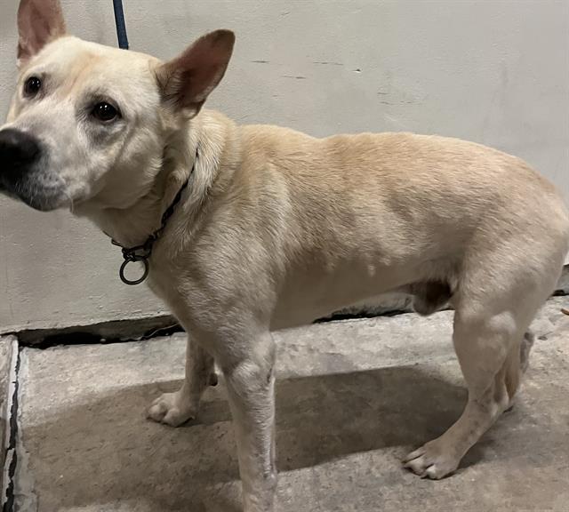 Shelter Stray Male Dog last seen Near BLOCK NW 78 AVE, Doral, FL 33122