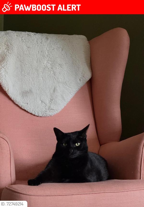 Lost Female Cat last seen Abbott Avenue, Wimbledon, SW20 8SG, Greater London, England SW20 8SG