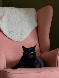 Lost Female Cat last seen Abbott Avenue, Wimbledon, SW20 8SG, Greater London, England SW20 8SG