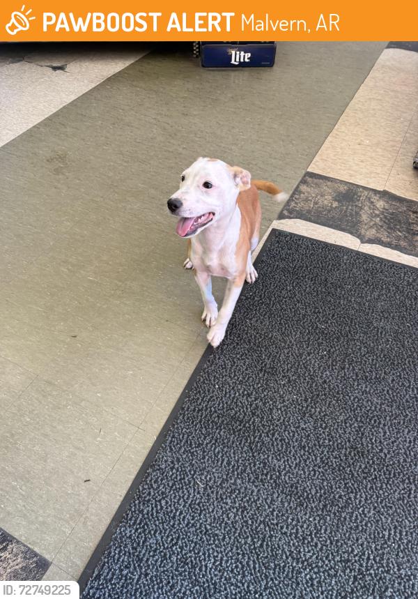 Found/Stray Male Dog last seen Winner’s Circle, Malvern, AR 72104