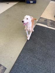 Found/Stray Male Dog last seen Winner’s Circle, Malvern, AR 72104