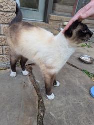 Found/Stray Female Cat last seen Althea and Glebe in oak forest, Houston, TX 77018