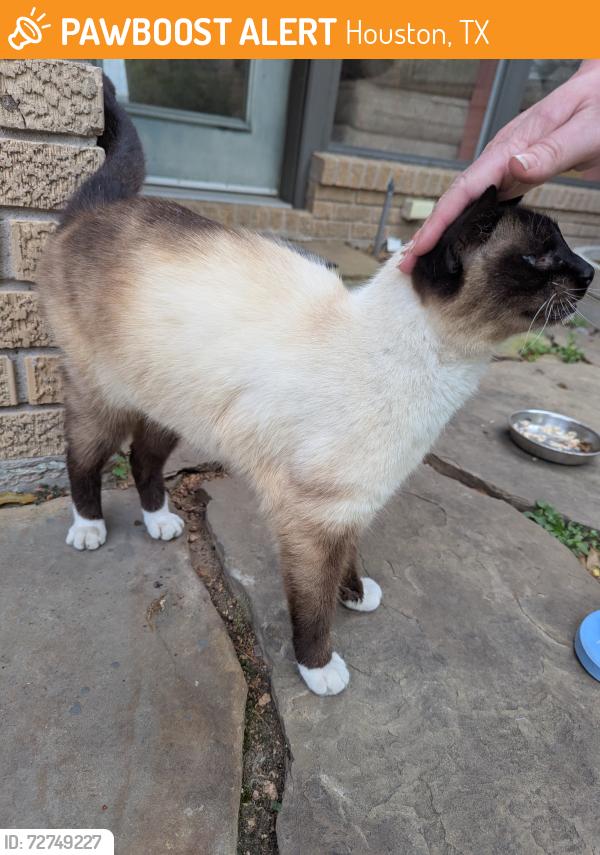 Found/Stray Female Cat last seen Althea and Glebe in oak forest, Houston, TX 77018