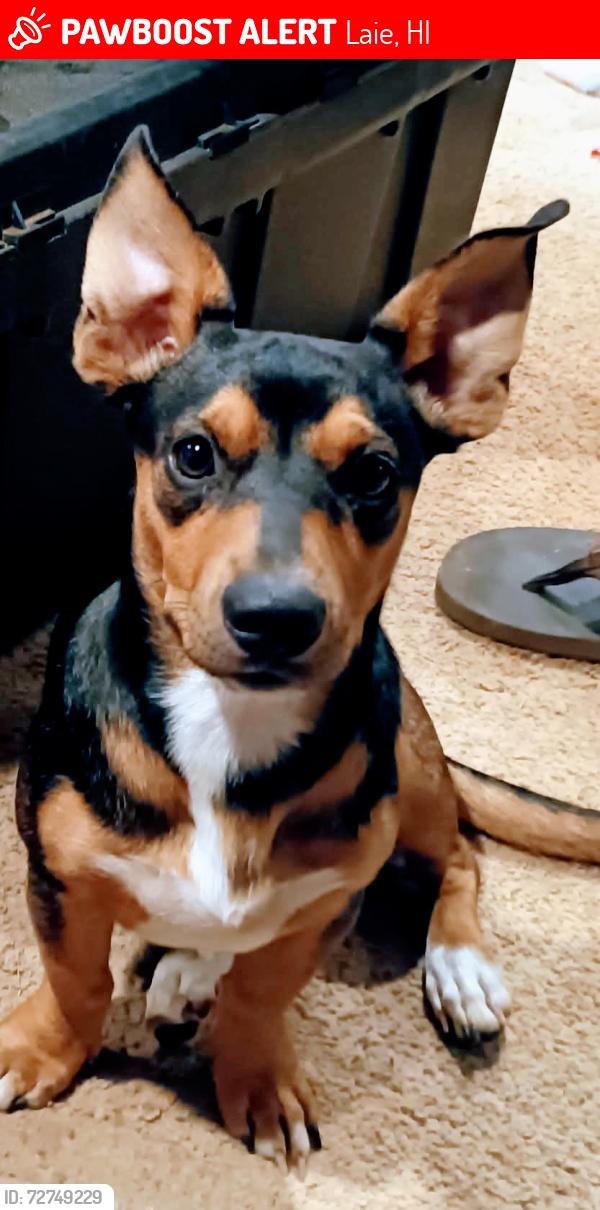 Lost Male Dog last seen Laie food land kamaheha hwy, Laie, HI 96762