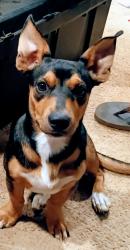 Lost Male Dog last seen Laie food land kamaheha hwy, Laie, HI 96762