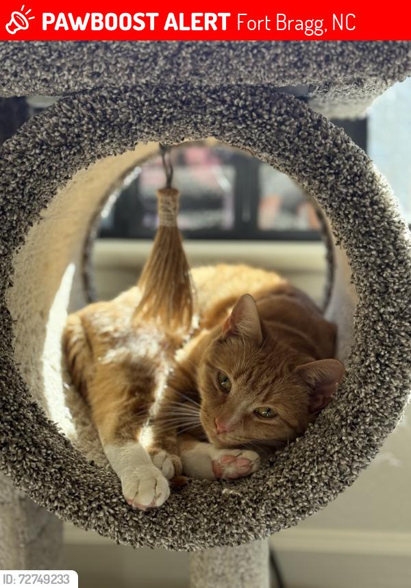 Lost Female Cat last seen Packet Circle, Pope Neighborhood , Fort Bragg, NC 28307