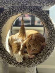 Lost Female Cat last seen Packet Circle, Pope Neighborhood , Fort Bragg, NC 28307