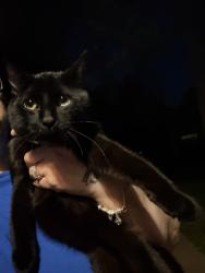 Found/Stray Unknown Cat last seen Chestnut log loop and chestnut log way, Douglas County, GA 30122