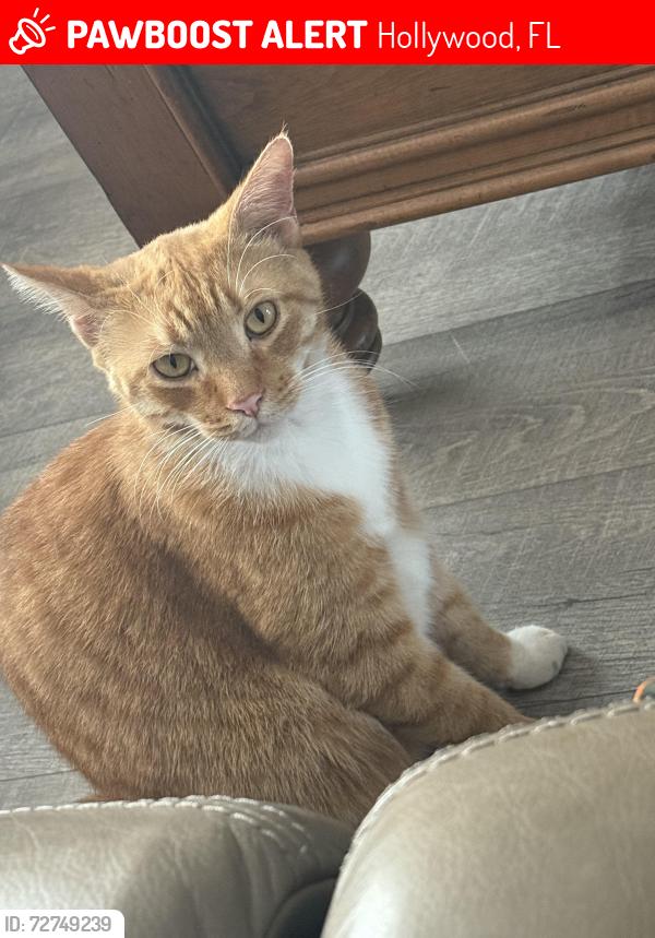 Lost Male Cat last seen He was in mu  , Hollywood, FL 33021