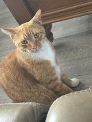 Lost Male Cat last seen He was in mu  , Hollywood, FL 33021