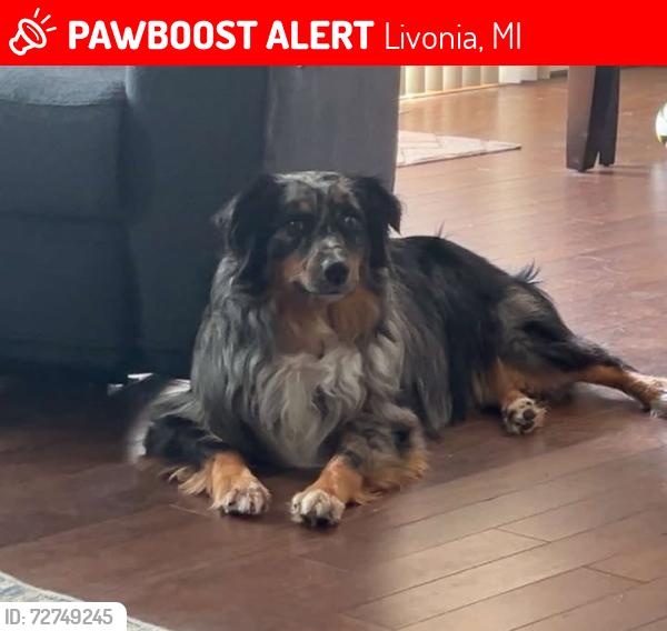 Lost Female Dog last seen Osmus and Norfolk., Livonia, MI 48150